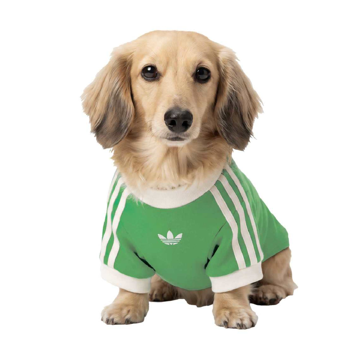 Pet Cali Tee 'Flash Lime'