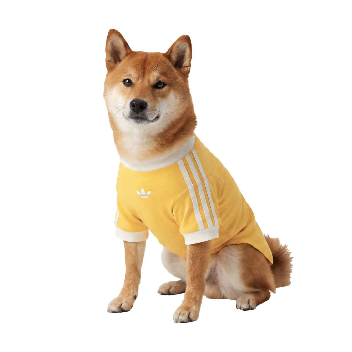 Pet Cali Tee 'Bold Gold Off White'