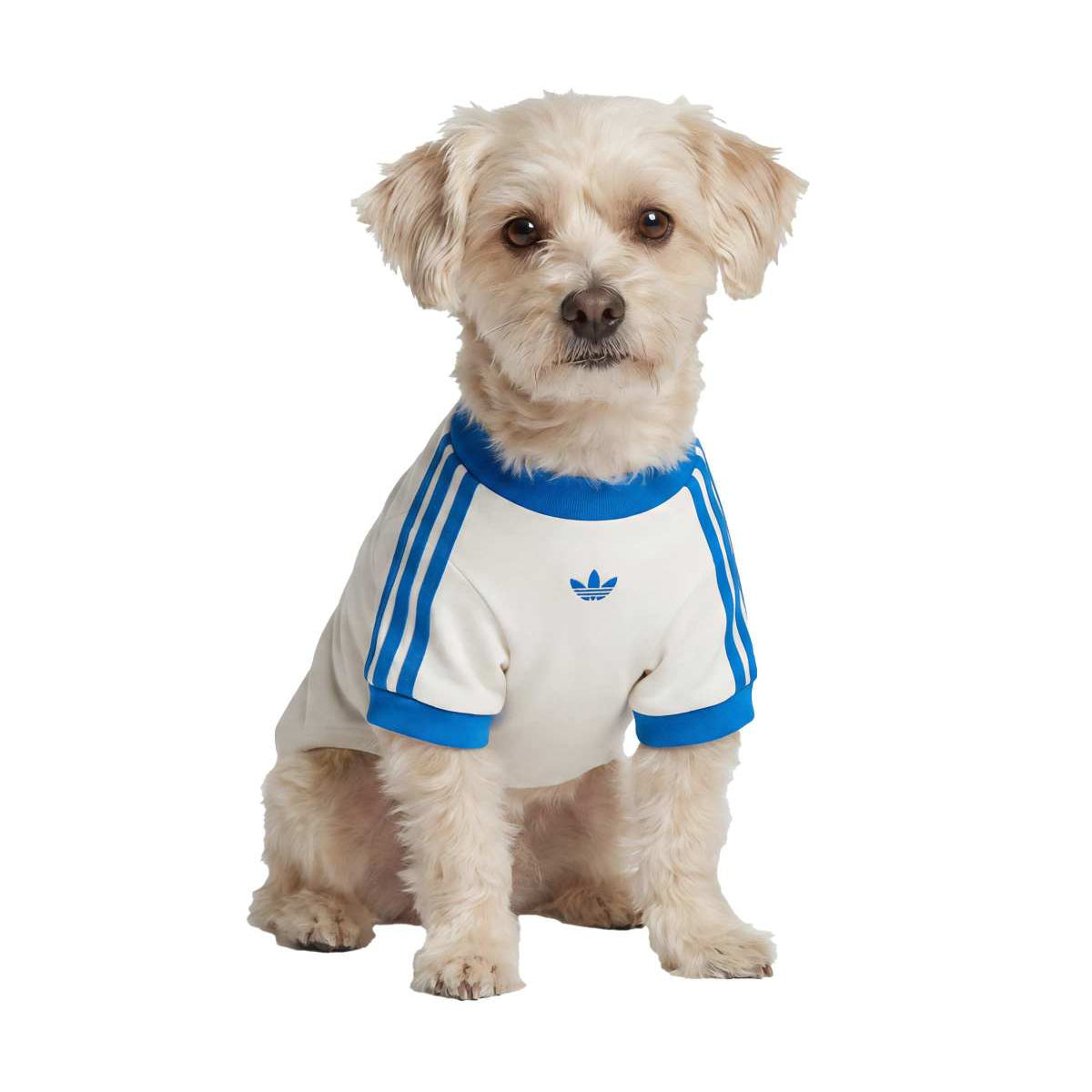 Pet Cali Tee 'Off White Blue Bird'